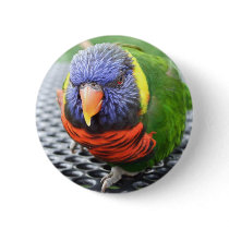 Green Naped Lory Button