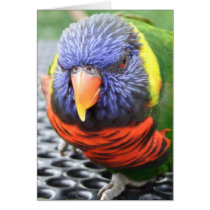 Green Naped Lory Card