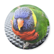 Green Naped Lory Magnet