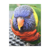 Green Naped Lory Postcard