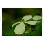 Green- note cards cards