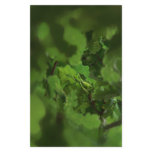 Green Oak Leaves. Gap in the branches. flyers