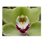 Green orchid postcard