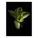 Green orchid print by TimothyRivers Green orchid print