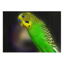 Green Parakeet ACEO Art Trading Cards business cards