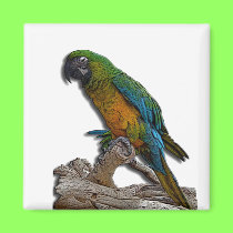 Green Parrot alone magnet magnets