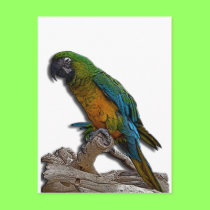 Green Parrot alone postcard postcards