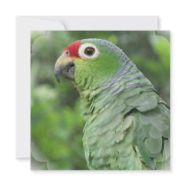 Green Parrot Invitation