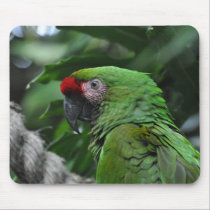 Green Parrot - mousepad by Horseshoes3 Green Parrot - mousepad