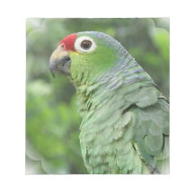 Green Parrot  Notepad