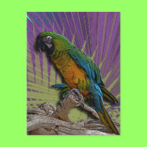 Green Parrot & Palms postcard postcards