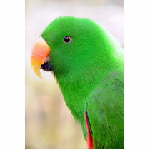 Green Parrot Photo Cut Out