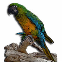 Green Parrot Photo Sculpture photo sculptures