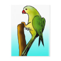 Green Parrot postcards