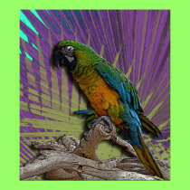 Green Parrot poster posters