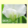 GREEN Pea Blossom custom template postcard
