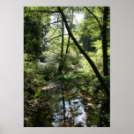 "Green Peace", Muir Woods Poster