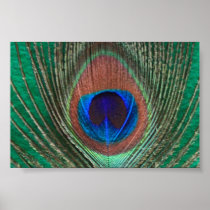 Green Peacock Feather Framed Print