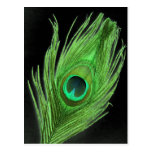 Green Peacock Feather on Black Post Cards