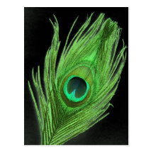 Green Peacock Feather on Black Post Cards