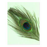 Green Peacock Feather on Green Post Card