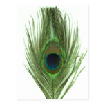Green Peacock Feather Post Cards