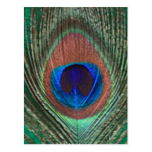 Green Peacock Feather Postcard