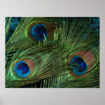 Green Peacock Feather Posters