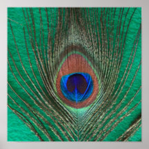 Green Peacock Feather Poster