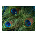 Peacock Feather green poster print