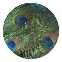 Green Peacock Feather Round Stickers