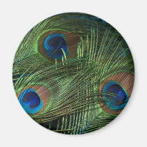 Green Peacock Feathers magnets
