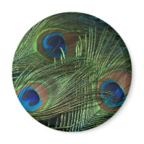 Green Peacock Feathers Fridge Magnets