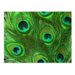 Green Peacock Feathers on Black Post Card
