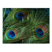 Green Peacock Feathers Post Card