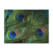 Green Peacock Feathers Post Card