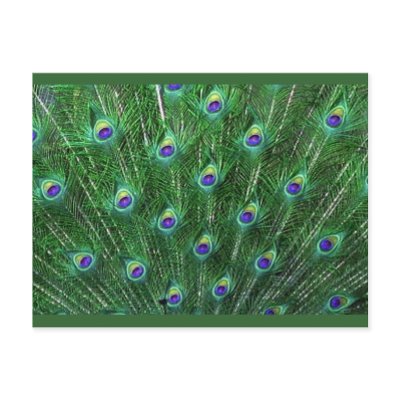 Green Peacock Feathers RSVP Post Card