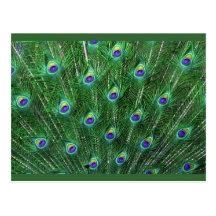 Green Peacock Feathers RSVP Post Card