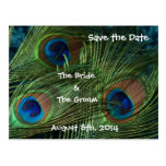 Green Peacock Feathers Save the Date Postcard