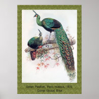 Green Peafowl, Pavo muticus, 1872 monograph of Pha Posters