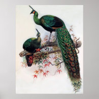 Green Peafowl, Pavo muticus, 1872 monograph of Pha Print