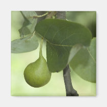 Green Pear magnets