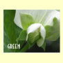 GREEN peas Pea Blossom custom template postcard
