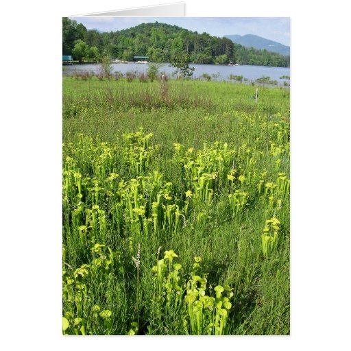 Green pitcher plant (Sarracenia oreophila) Card