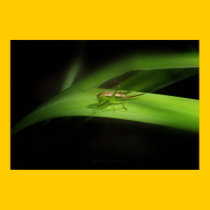 GREEN posters