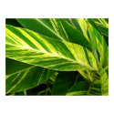 green posters