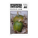 Green Pumpkins on Crunchy Leaves postage by zibella13 Green Pumpkins on Crunchy Leaves postage