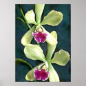 Green & Purple Cattleya Orchids by OrchidArt