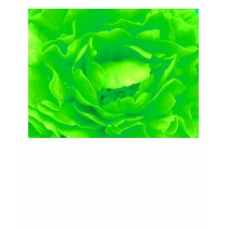 Green Rose t-shirts