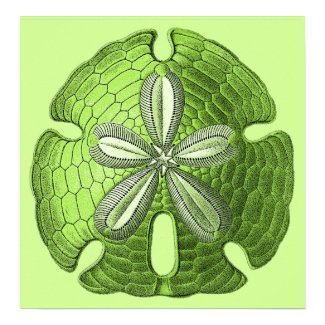 Green Sand Dollar Poster Print print